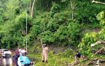 Polsek Batulayar Sigap Tangani Pohon Tumbang di Jalan Raya Senggigi Lombok Barat