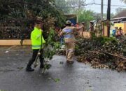 Bencana Angin Kencang di Malang, Dua Pohon Tumbang Timpa Warung Warga