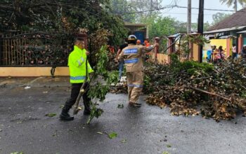 Bencana Angin Kencang di Malang, Dua Pohon Tumbang Timpa Warung Warga