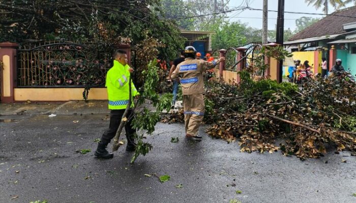 Bencana Angin Kencang di Malang, Dua Pohon Tumbang Timpa Warung Warga