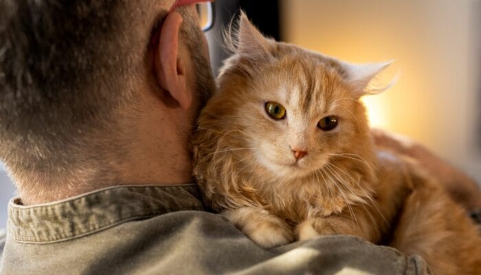 Kenali Sifat Unik Kucing Oren yang Bikin Kamu Makin Sayang