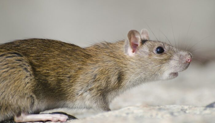 Kenapa Tikus Betah di Rumah? Ini Kebiasaan yang Harus Dihindari