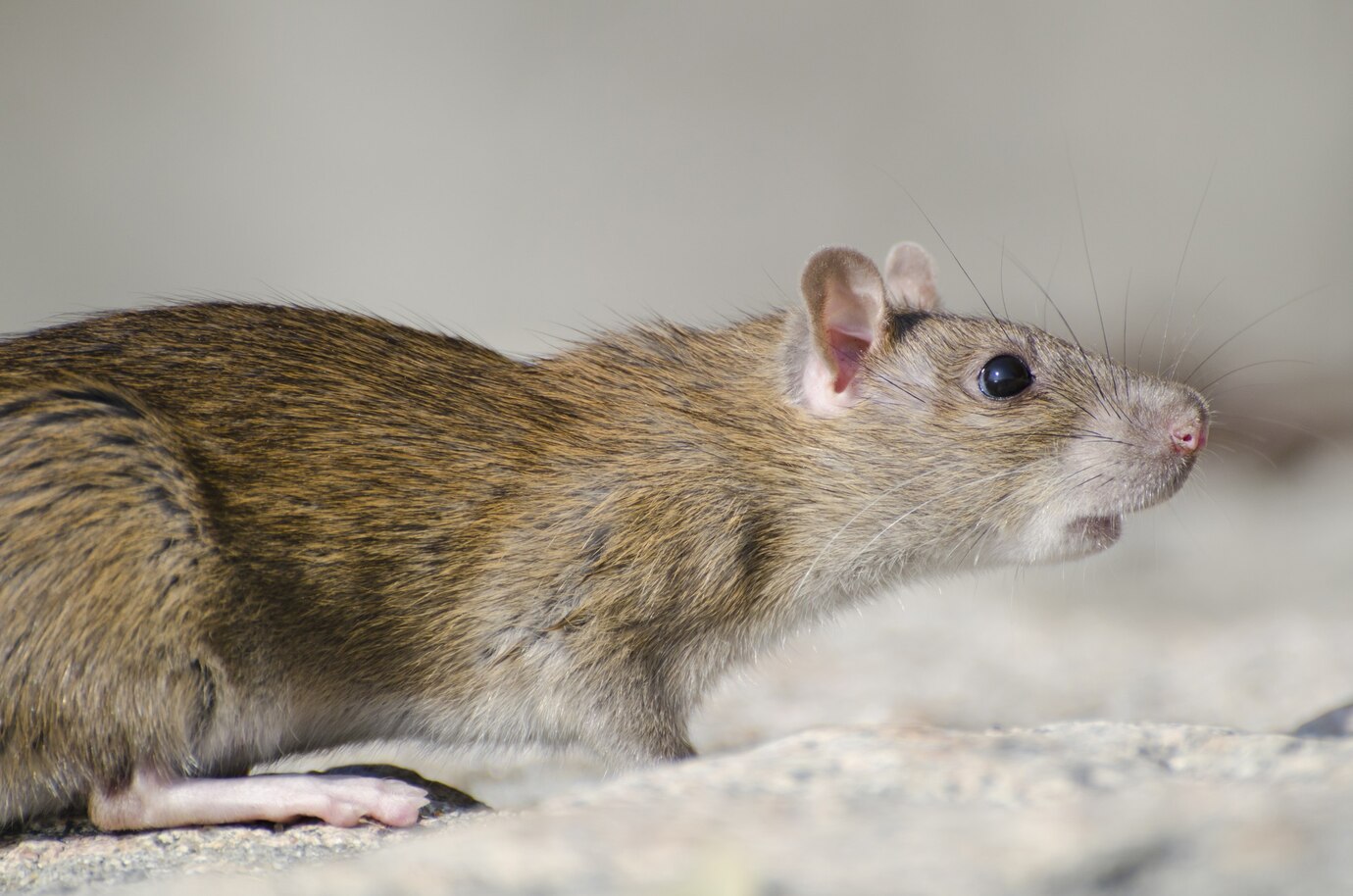 Kenapa Tikus Betah di Rumah? Ini Kebiasaan yang Harus Dihindari