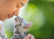 Kucing Cinta Kamu? Ini 12 Cara Mereka Mengungkapkan Perasaan Mereka