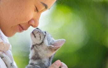Kucing Cinta Kamu? Ini 12 Cara Mereka Mengungkapkan Perasaan Mereka