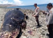 Polsek Wera Evakuasi Bangkai Paus Sperma Terdampar di Pantai Nangawera