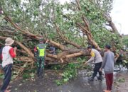 Cuaca Ekstrem Sekotong, Pohon Tumbang & Gelombang Pasang Terjang Dua Desa