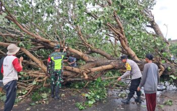 Cuaca Ekstrem Sekotong, Pohon Tumbang & Gelombang Pasang Terjang Dua Desa