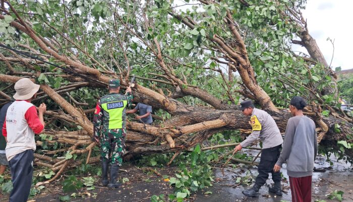 Cuaca Ekstrem Sekotong, Pohon Tumbang & Gelombang Pasang Terjang Dua Desa