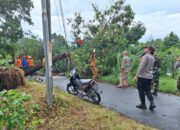 Gerung Terkena Hujan Ekstrem, 3 Pohon Tumbang Semapt Blokir Jalan