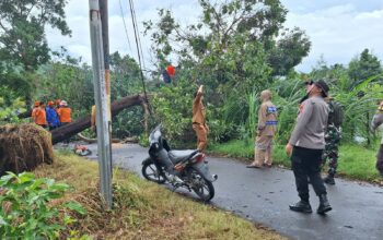 Gerung Terkena Hujan Ekstrem, 3 Pohon Tumbang Semapt Blokir Jalan