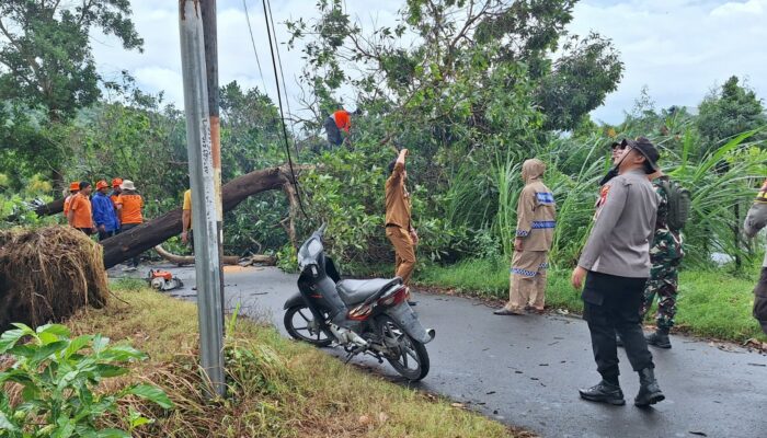 Gerung Terkena Hujan Ekstrem, 3 Pohon Tumbang Semapt Blokir Jalan