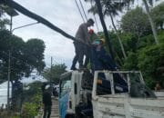 Sejumlah tiang listrik di Malimbu tumbang tertimpa pohon