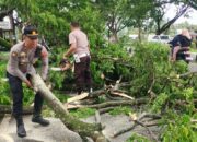 Pohon Tumbang di Kuripan, Lalu Lintas Kembali Lancar!