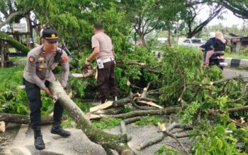 Pohon Tumbang di Kuripan, Lalu Lintas Kembali Lancar!