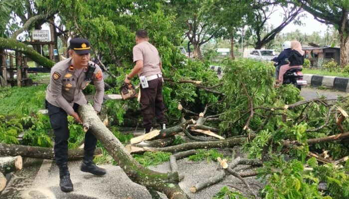 Pohon Tumbang di Kuripan, Lalu Lintas Kembali Lancar!