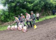 Kapolsek Poto Tano Bersama Danramil Poto Tano Dukung Percepatan Tanam Jagung di Desa Senayan