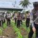 Polres Lombok Utara Kembali Gelar Pemupukan ke 2 Program Asta Cita Ketahanan Pangan