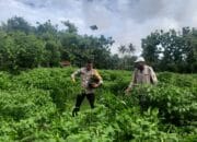 Dukung Ketahanan Pangan, Bhabinkamtibmas Polsek Empang Tinjau Kebun Cabai