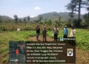 Bhabinkamtibmas Desa Bara Pantau Lahan Palawija untuk Dukung Ketahanan Pangan Nasional
