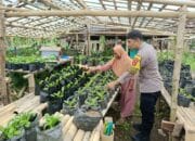 Bhabinkamtibmas Desa Tamekan Berikan Pendampingan Warga Binaan Manfaatkan Pekarangan untuk Tanaman Bergizi