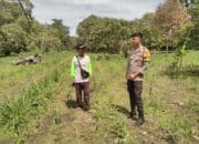 Bhabinkamtibmas Desa Kadindi Barat Pantau Persiapan Lahan Program Ketahanan Pangan Nasional Menuju Indonesia Emas 2024
