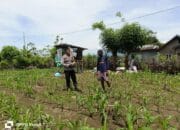 Bhabinkamtibmas Desa Hu’u Pantau Lahan Jagung untuk Dukung Ketahanan Pangan Nasional