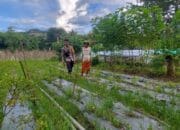 Bhabinkamtibmas Polres Bima Kota Pantau Lahan Pangan untuk Mendukung Ketahanan Pangan