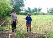 Bhabinkamtibmas Desa Lepadi Dukung Ketahanan Pangan Nasional melalui Edukasi Pertanian