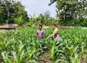 Pemantauan Lahan Pertanian untuk Ketahanan Pangan Nasional, Harapan Menuju Indonesia Emas 2045