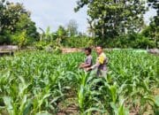 Bripka Ibrahim Pantau Pengolahan Lahan Pertanian untuk Wujudkan Ketahanan Pangan Nasional