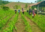 Polisi Penggerak Ketahanan Pangan Polres Sumbawa Barat Dampingi Pemupukan Jagung, Petani Optimis Hasil Panen Meningkat