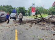 Pohon Tumbang Tutupi Jalan, Polsek Kayangan bersama Damkar Respon Cepat