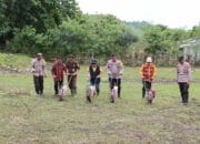 Polres Dompu Dukung Ketahanan Pangan Nasional dengan Penanaman Jagung Serentak 1 Juta Hektar