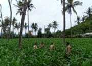 Polri Dukung Ketahanan Pangan: BKTM Desa Kempo Dampingi Warga Binaan