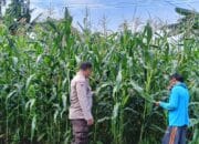 Bhabinkamtibmas Desa Sekongkang Bawah dampingi petani dalam Ketahanan Pangan