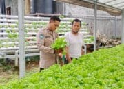 Dukung Ketahanan Pangan, Bhabinkamtibmas Kelurahan Menala Monitoring Kebun Hidroponik Milik Warga