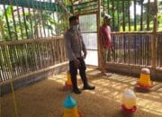 Peternak Ayam Super di Lombok Barat Panen Rutin, Bhabinkamtibmas Dukung Penuh