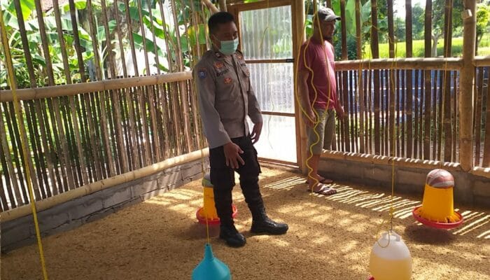 Peternak Ayam Super di Lombok Barat Panen Rutin, Bhabinkamtibmas Dukung Penuh