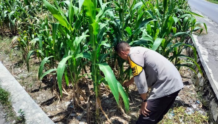 Bhabinkamtibmas Dorong Petani Labuapi Optimalkan Lahan Kosong