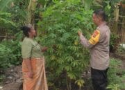 Ketahanan Pangan di Lombok Barat, Bhabinkamtibmas Jadi Penggerak Utama