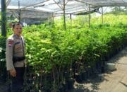 Sinergi Polri dan Masyarakat: Polsek Labuapi Ajak Warga Manfaatkan Pekarangan untuk Ketahanan Pangan