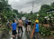 Sekotong Lumpuh Sementara Akibat Pohon Tumbang, Ini Kata Kapolsek!
