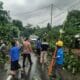 Pohon Tumbang Blokade Jalan Raya Sekotong, Polisi Gerak Cepat!