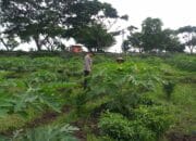 Kolaborasi Polri & Petani, Wujudkan Ketahanan Pangan di Lombok Barat