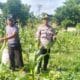 Sinergi Polri dan Petani, Panen Jagung Bersama di Bagik Polak