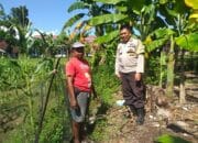 Bhabinkamtibmas Kuripan Ajak Warga Tanam Jagung, Perkuat Ketahanan Pangan