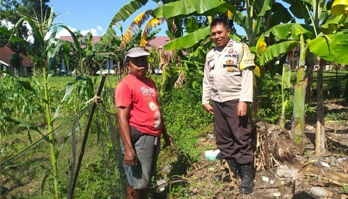 Bhabinkamtibmas Kuripan Ajak Warga Tanam Jagung, Perkuat Ketahanan Pangan