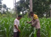 Polsek Kayangan Laksanakan Pengecekan Tanaman Jagung di Lahan Tumpang Sari