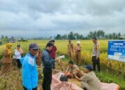 Polsek Tanjung berkolaborasi Dengan Dinas Pertanian UPTD Tanjung Ambil Sample Ubinan Padi